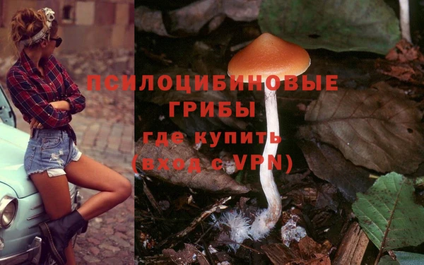 стаф Алзамай